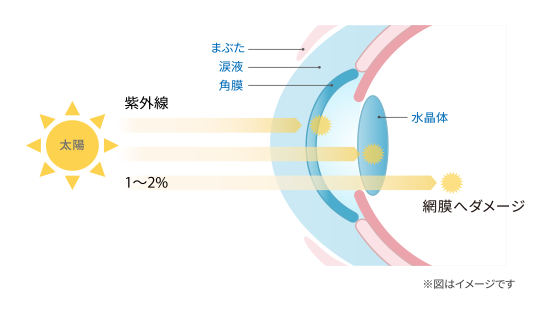 04 紫外線から瞳を守る